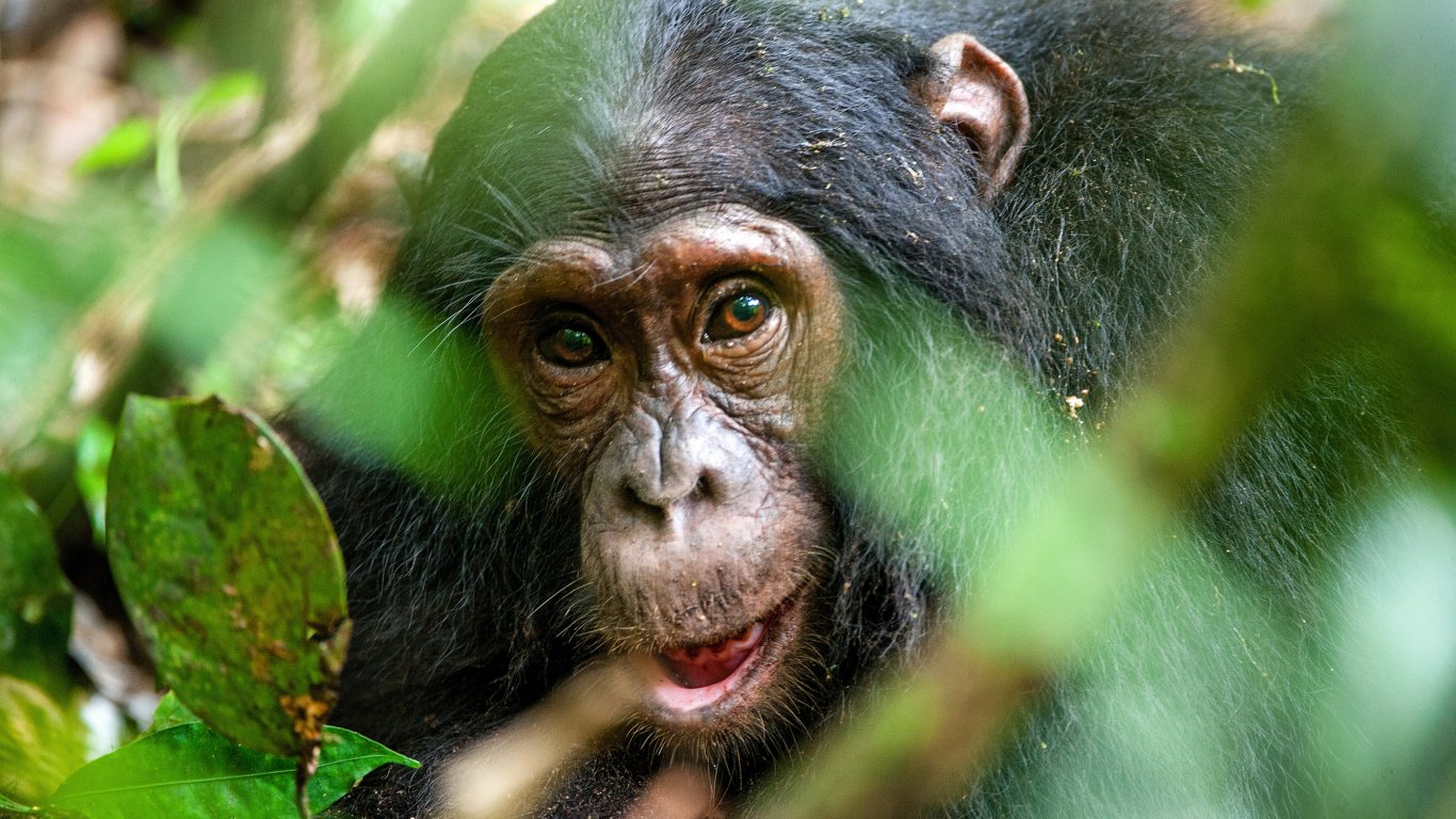 Най-старото шимпанзе в Гвинея почина