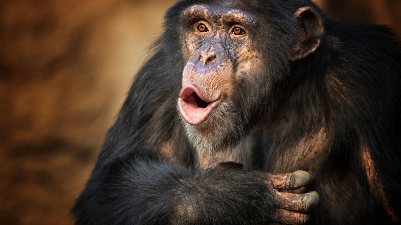 Зеленият преход заплашва оцеляването на 30% от популациите на примати в Африка