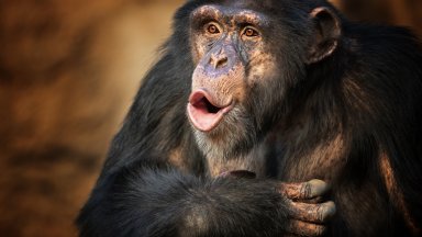 Зеленият преход заплашва оцеляването на 30% от популациите на примати в Африка