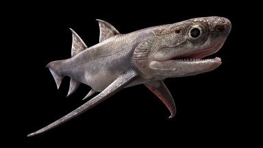 Открити в фосили на риби на 440 млн. години хвърлят нова светлина върху човешката еволюция