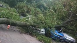  30-метрово дърво падна и смаза 6 автомобила в кв. „Гоце Делчев“ в София
