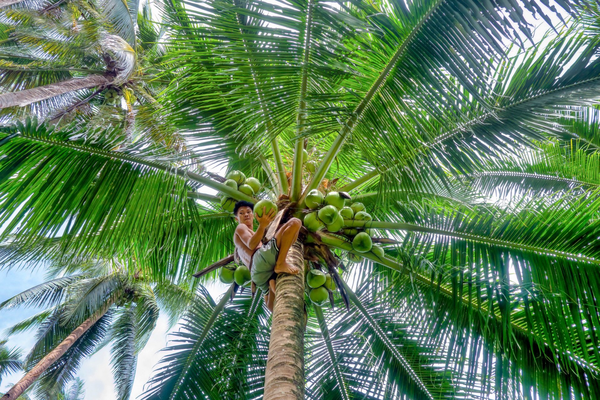 Повече от половината палми по света са застрашени заради климатичните промениПовече от половината палми по света са застрашени заради климатичните промени