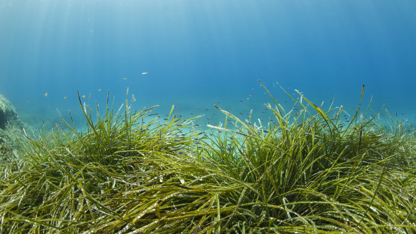 Учени ще възстановяват полетата от морски треви в Бургаския залив