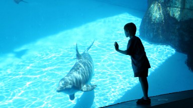 Световното дружество за защита на животните поиска прекратяване на туристически атракции с делфини