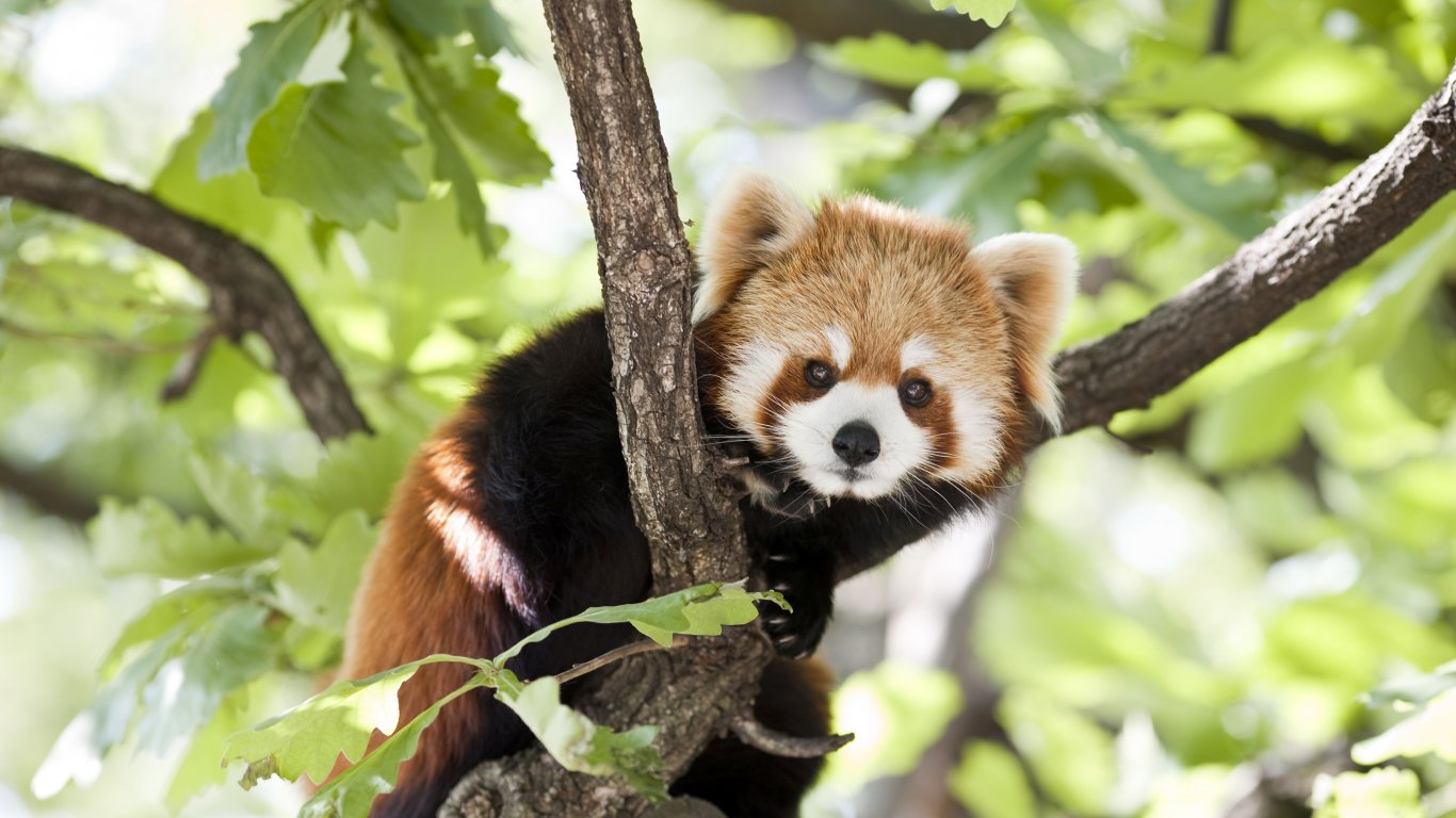 Две червени панди се родиха във френски зоопарк