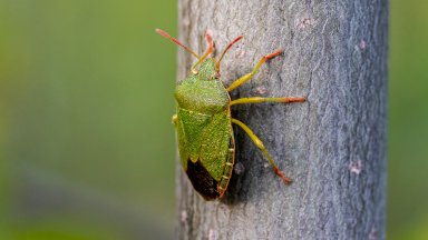 Впечатлението на хората за нашествие от насекомите миризливки се дължи