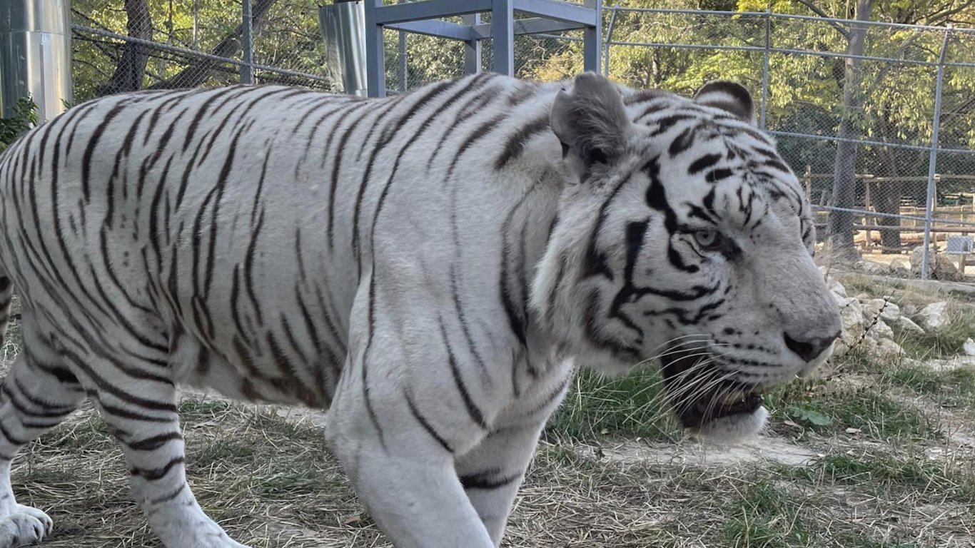 Три бенгалски тигъра, два леопарда и два риса са новите обитатели на зоопарка във Варна (снимки)