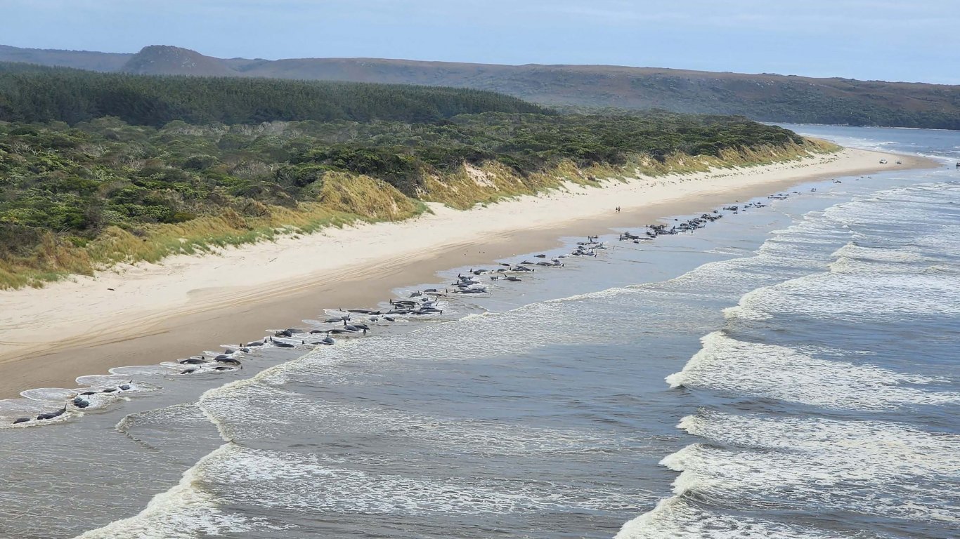 250 гринди бяха изхвърлени на брега на остров Пит