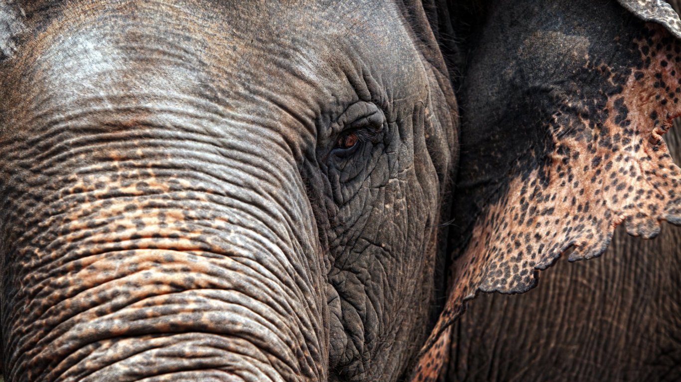 Най-старият слон в Германия почина на 67-годишна възраст