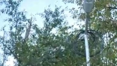 Захранващ кабел на улично осветление минава под сухи дървета намиращи