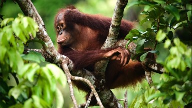 Изгубили сме средно 69% от популациите на диви животни от 1970 г., сочи докладът на WWF „Жива планета“ 