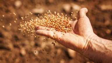 Отказът на Русия от сделката вдигна цената на зърното