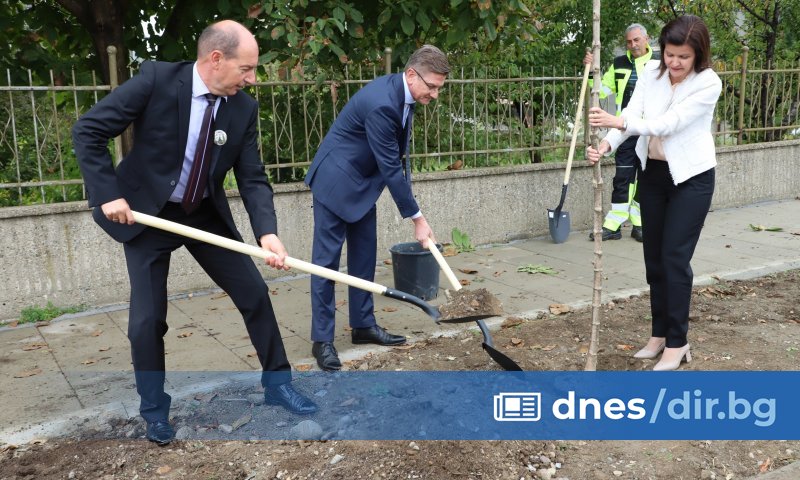 60 дървета бяха засадени на улица Кашана“ в Златица в