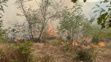 Четвърти ден гори гора край Варна съобщиха от Североизточното държавно