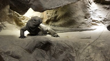 Едни от най отровните влечуги на планетата за първи път се