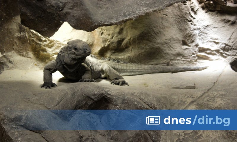 Едни от най-отровните влечуги на планетата за първи път се