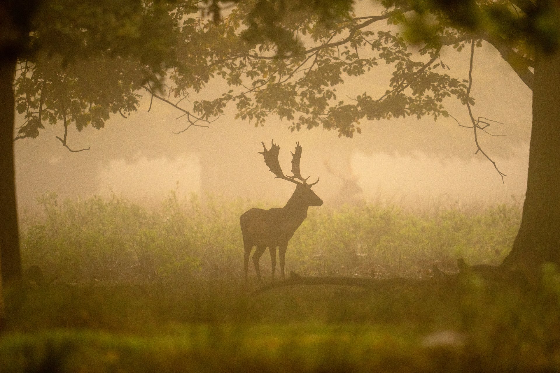 Елн търси храна в мъглата на английска гора