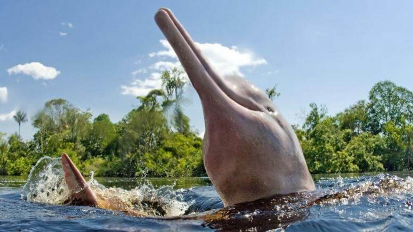 Бедстващи "вълшебни" розови делфини бяха спасени в Боливия 