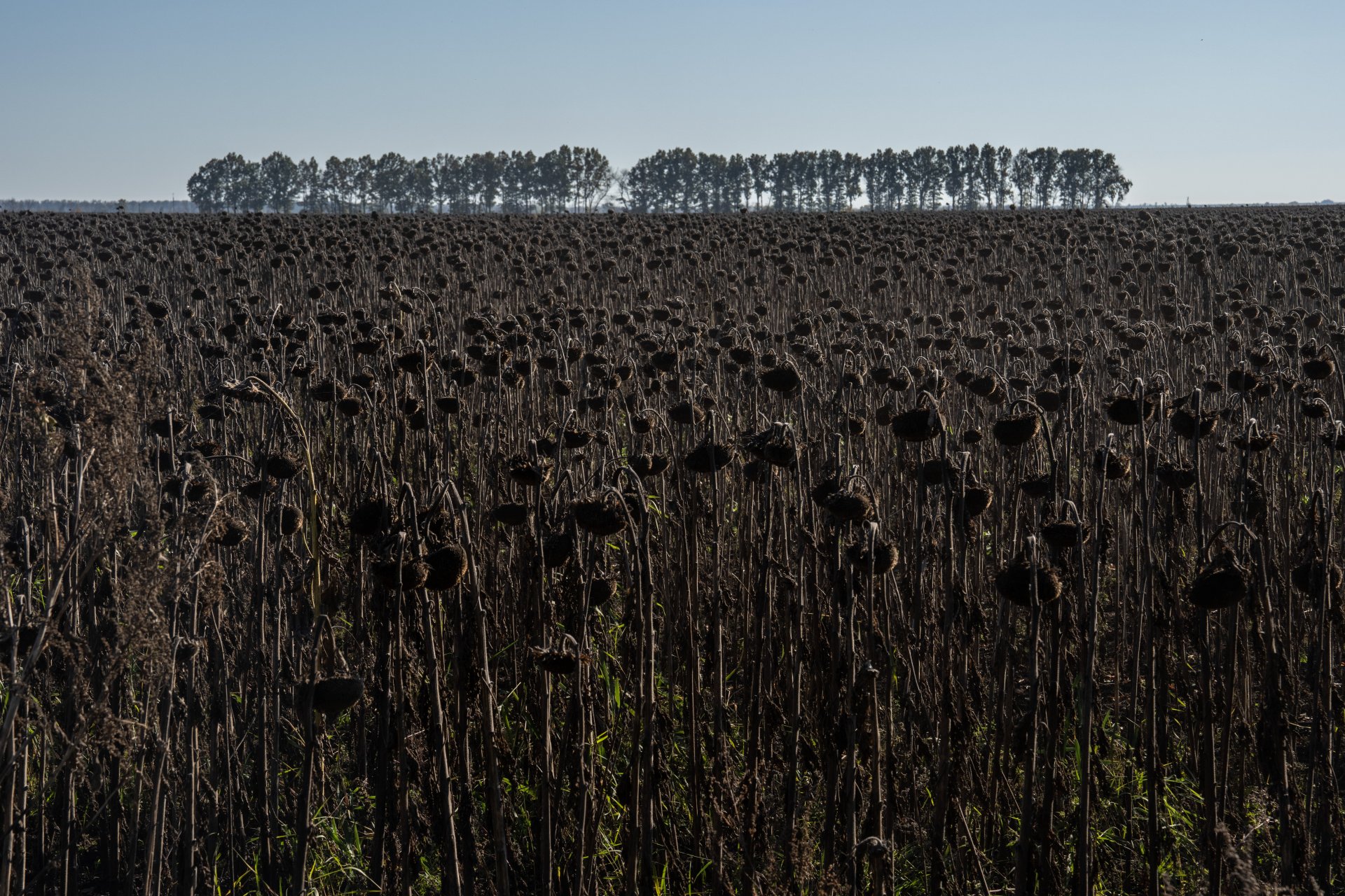 Мъртви слънчогледи в Украйна 