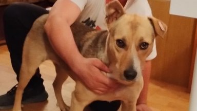 Бездомното куче което цял ден стоя пред парламента в деня