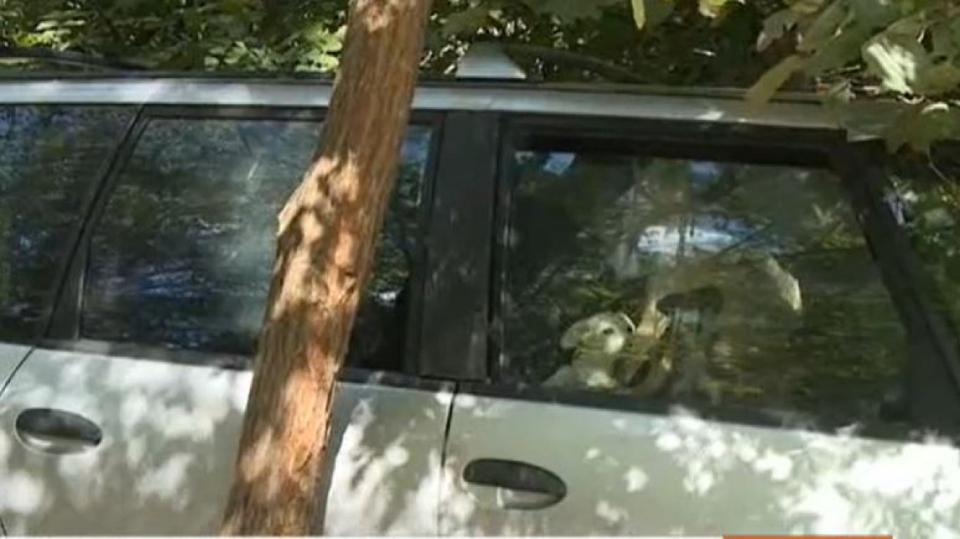 Отглеждани в изоставена кола кучета нападат хора във Варна