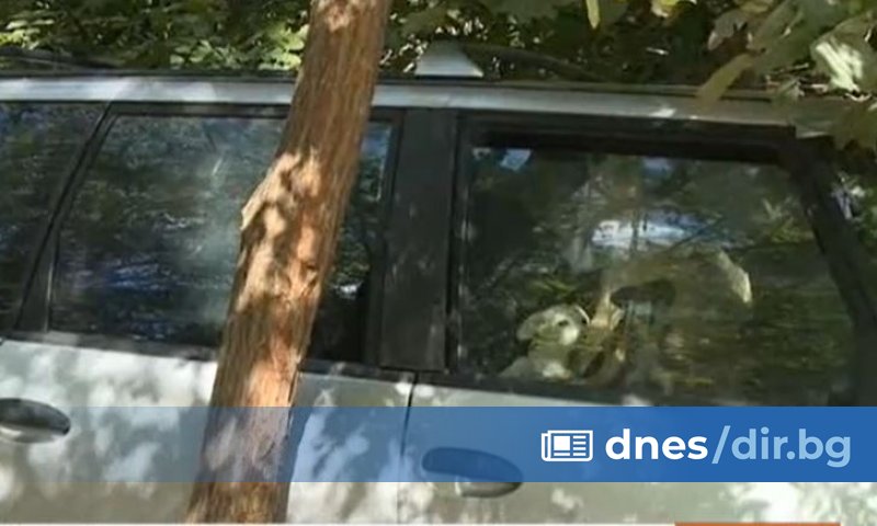 Повече от пет месеца кучета се отглеждат от една жена