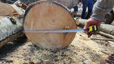 Изпълнителната агенция по горите спря работата на 23 сечища след