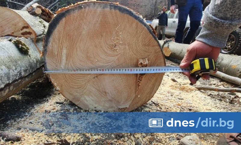 Изпълнителната агенция по горите спря работата на 23 сечища след
