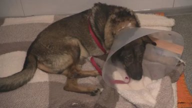 Софийската районна прокуратура обвини 37 годишния Захари Шулев проявил особена жестокост