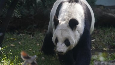 В Мексико живее последната панда в Латинска Америка