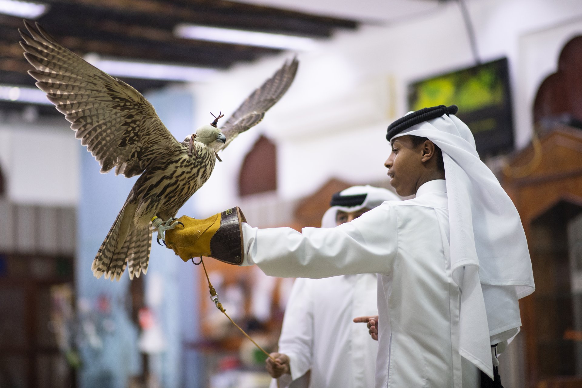 Соколът - националната птица на Катар