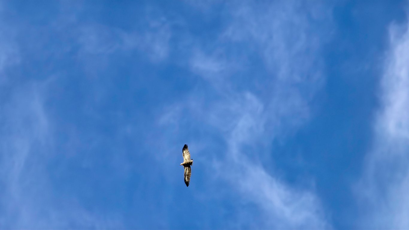 Лешояд, сниман по време на полет с 10х зуум