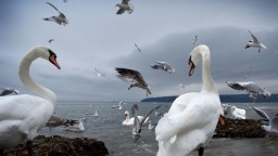 Лебедите отново долетяха във Варна (снимки)