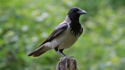 Враните могат да броят “на глас” точно като хората, показва проучване