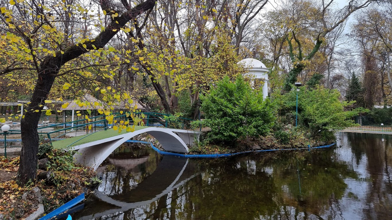 Община Варна предприема премахване на 15-метрово дърво в Морската градина
