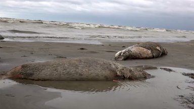 2500 мъртви тюлена бяха открити на руския бряг на Каспийско море