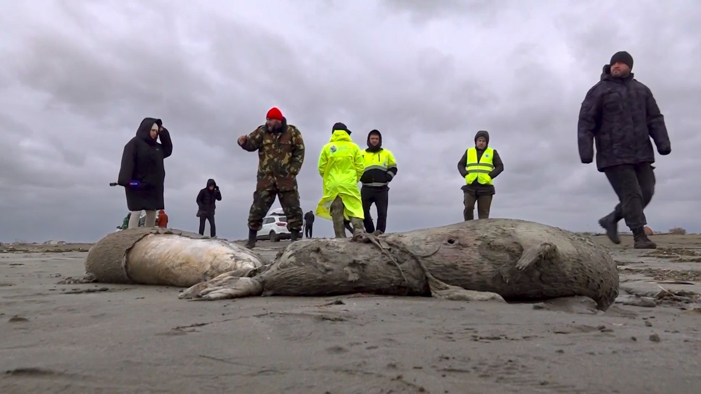2500 мъртви тюлена бяха открити на руския бряг на Каспийско море (видео)