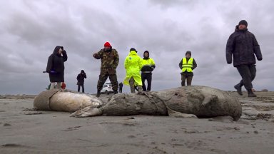 2500 мъртви тюлена бяха открити на руския бряг на Каспийско море