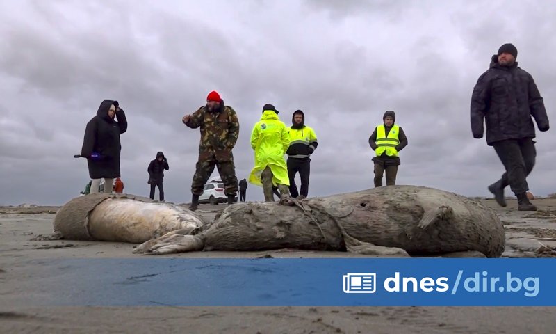 Около 2500 тюлена бяха открити мъртви на брега на Каспийско