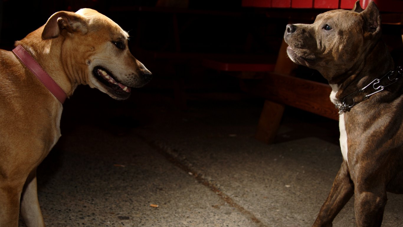 Разбиха мрежа за нелегални боеве с кучета в Пазарджишко, 23-ма са задържани