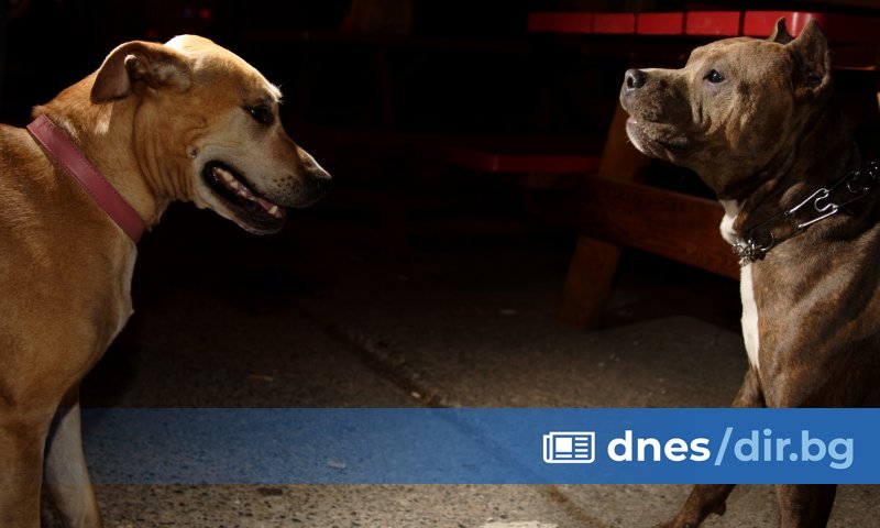 Мрежа за нелегални боеве с кучета и незаконни парични залагания