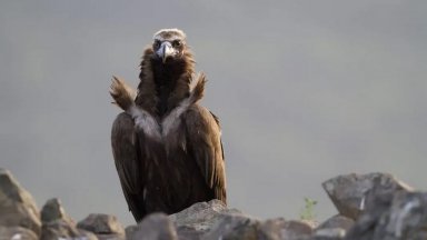 Птица от застрашения вид Черен лешояд е станала жертва на