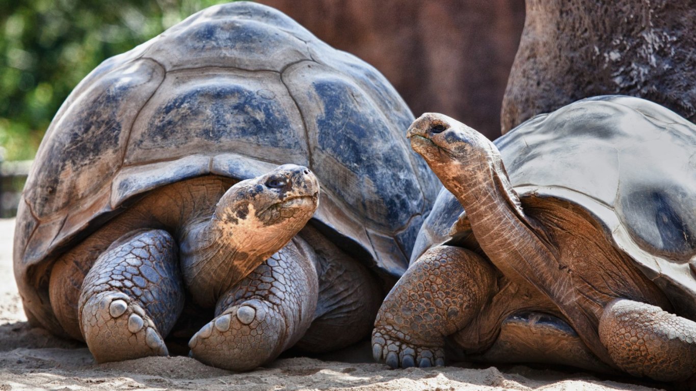 Монако изпрати в Сенегал 46 сухоземни костенурки в опит да бъде спасен застрашен вид