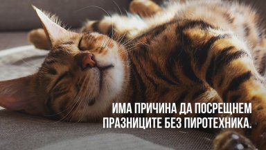 В дните преди Коледа и Нова година ЧЕТИРИ ЛАПИ