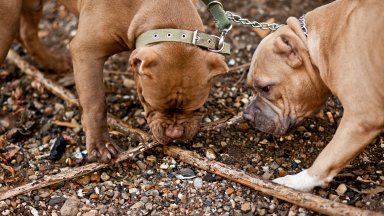 За броени часове полицейски служители от участък Градец към РПУ Котел