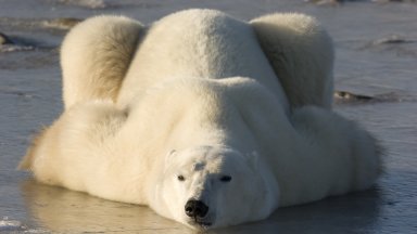 Канадската столица на полярните мечки Чърчил се затопля твърде бързо за тях