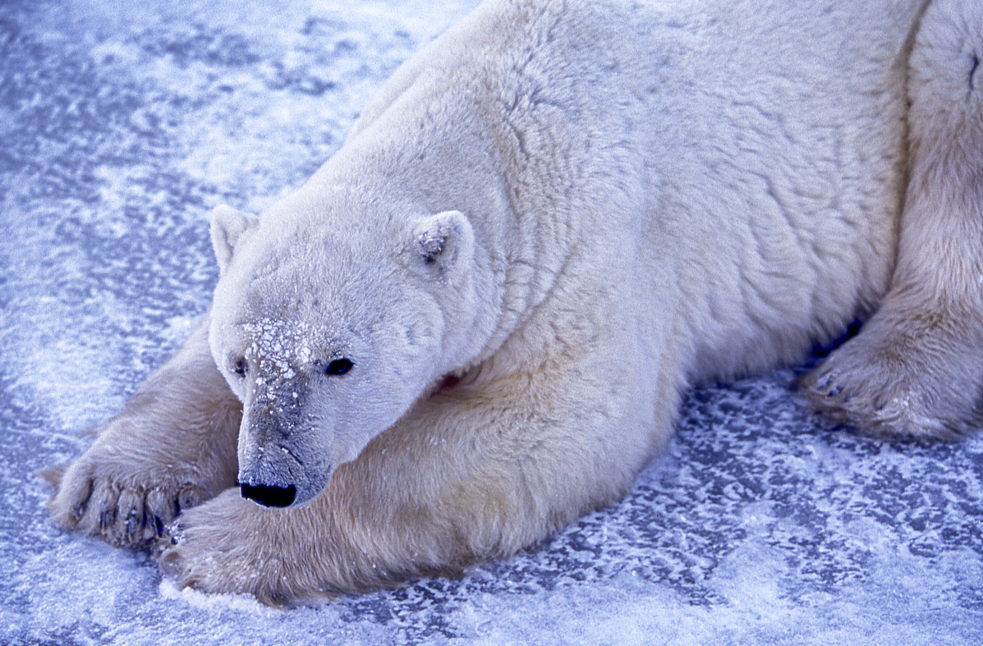 Канадската столица на полярните мечки Чърчил се затопля твърде бързо за тях