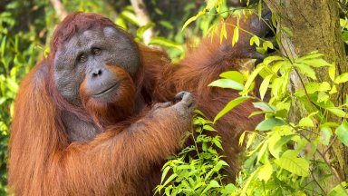 Почина най-старият орангутан в Северна Америка