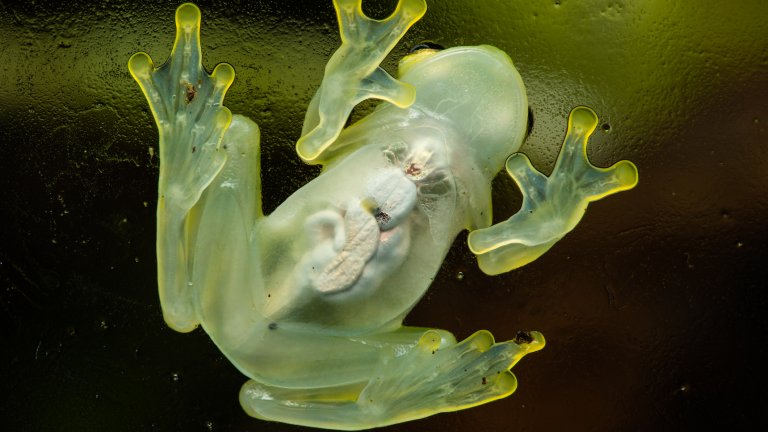 Учени разгадаха тайната на "невидимите" стъклени жаби 