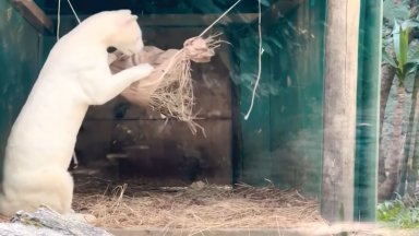 В природозащитен парк в Меделин е открит оцелот албинос